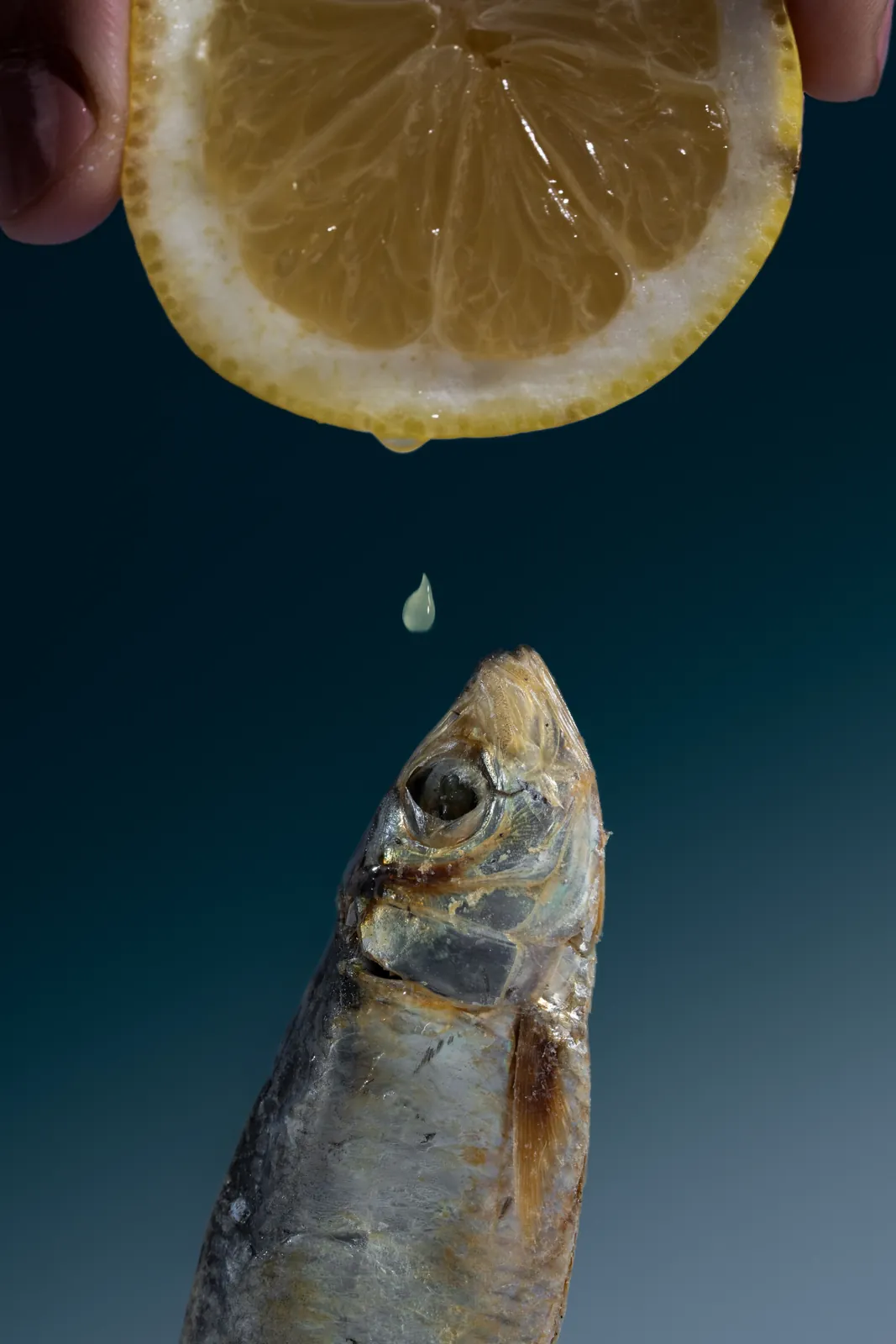 A lemon dripping onto a dried fish against dark blue