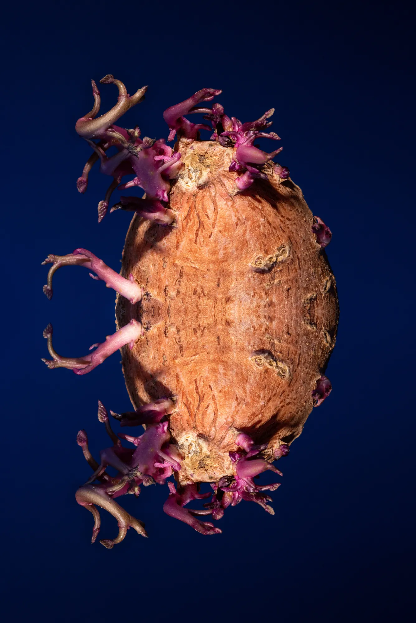A sweet potato mirrored into a symmetrical creature with purple sprouts on deep blue